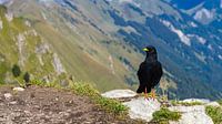 Schwarzer Vogel auf Suggiture bei Interlaken in der Schweiz von Jessica Lokker Miniaturansicht