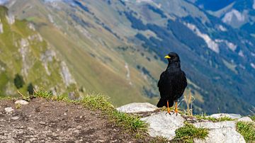 Zwarte vogel op Suggiture bij Interlaken in Zwitserland van Jessica Lokker