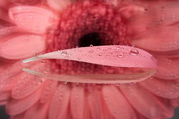 Bloemblaadje van roze Gerbera met druppeltjes van Marjolijn van den Berg