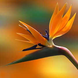 Strelitzia von Andreas Wemmje