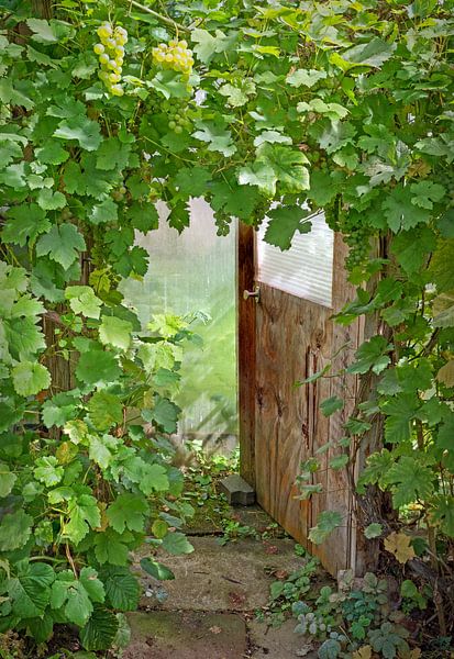 open wooden door into a greenhouse, framed with vine leaves and grapes by SusaZoom