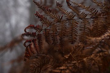 Fern by Corinna Theis