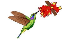 Kolibri