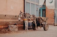 Ezel Marrakech