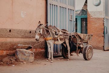 Donkey Marrakech by Anne Verhees