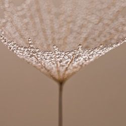 Natural Minimalism – A fluffy texture with tiny droplets