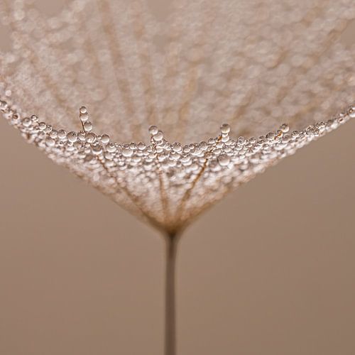 Natural Minimalism – A fluffy texture with tiny droplets by Marjolijn van den Berg