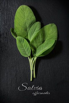 fresh green sage leaves on a dark slate plate, sample text Salvia officinalis, view from above, vert by Maren Winter