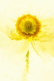 Icelandic poppy in ice, coloured yellow