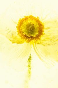Isländischer Mohn in Eis, gelb koloriert