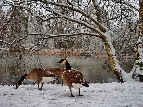 Sneeuwganzen