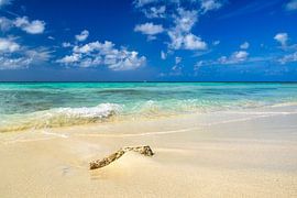 Ein Blick auf die steinige Küste Arubas und das Karibische Meer von Andreas Völkel