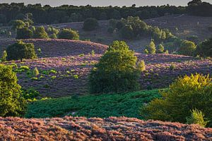 Sonnenstrahlen über der Posbank, Naturschutzgebiet in den Niederlanden von Karin Riethoven