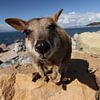allied rock-wallaby , Petrogale assimilis, Magnetic Island , Queensland, Australia sur Frank Fichtmüller