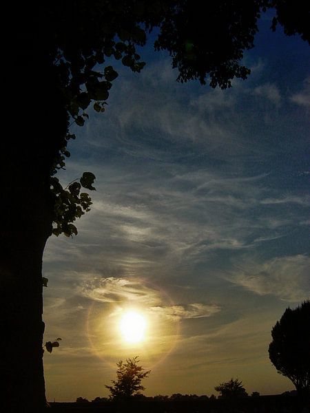 DSC01242_boom en zonsondergang. par HMS