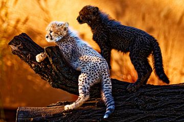 Young cheetahs by Ken Kühlbrandt