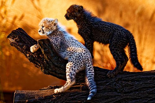 Young cheetahs