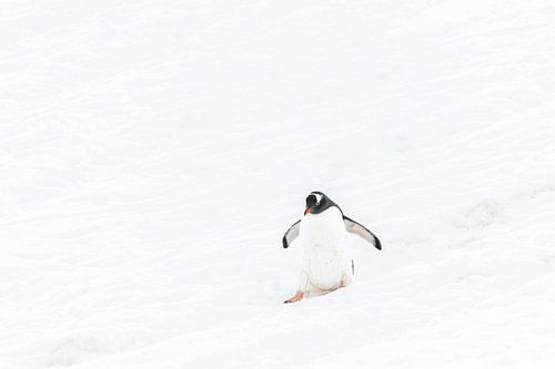 Un manchot à bosse sur une pente blanche
