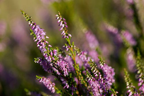Lavendel in morgenlicht