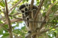 Der Ringschwanzlemur