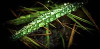 Waterdruppel op grasspriet