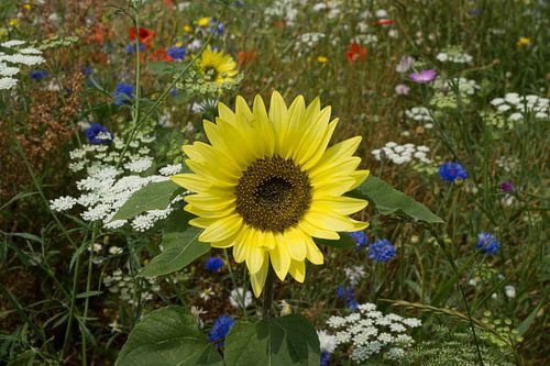 Zonnebloem