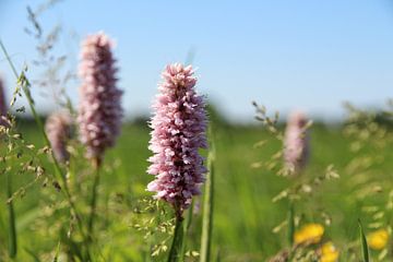 Bloemen van Fotografie Sybrandy