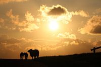 Schaap met lammetjes
