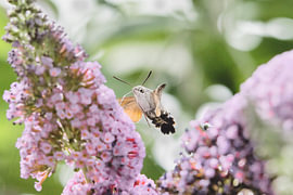 Hummingbird moth on a purple/pink butterfly bush by WeVaFotografie