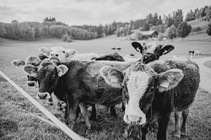 De jolies vaches dans l'Allgäu et l'Oberallgäu, en noir et blanc
