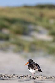 Austernfischer (Haematopus ostralegus) von Dirk Rüter