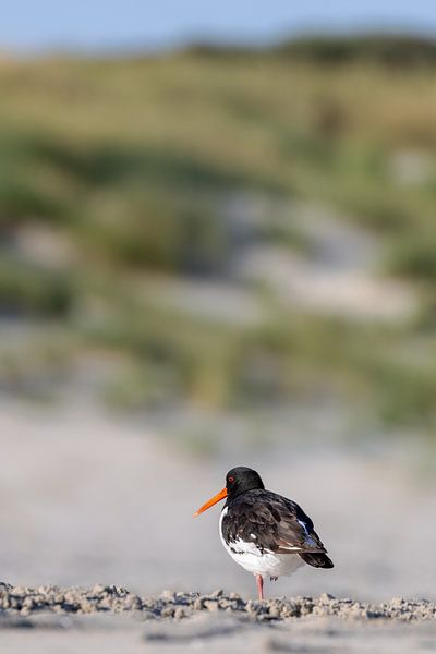 Huîtrier pie (Haematopus ostralegus) par Dirk Rüter