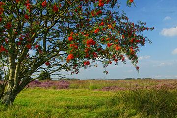 Blühende Heidelandschaft im Nationalpark "Dwingelderveld" von George van der Vliet