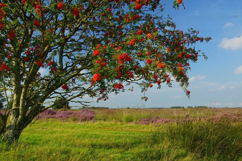 Bloeiende heide in het Dwingelderveld van George van der Vliet