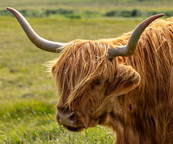 Schotse Hooglander 8/8