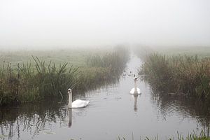 Zwanen in de mist van Esther Wagensveld