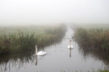Swans in the fog by Esther Wagensveld
