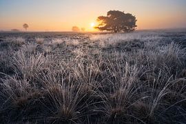 Nebliger Sonnenaufgang auf der Veluwe mit reifem Frost von Rick Kloekke