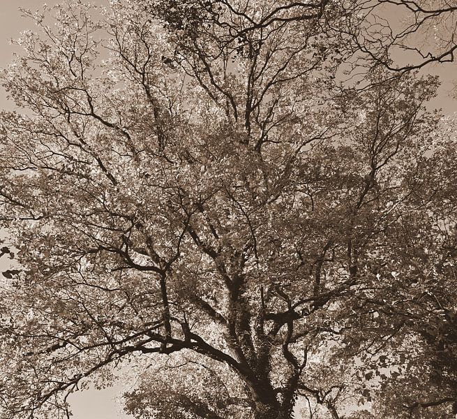 Vordach. von Jose Lok