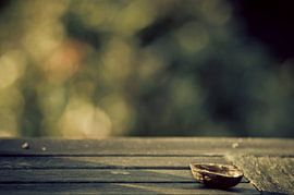 Angry Bokeh! by Dick Nieswaag