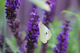 Macro butterfly in purple flower