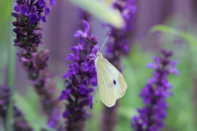 Makro Schmetterling in lila Blume von Deborah de Koning
