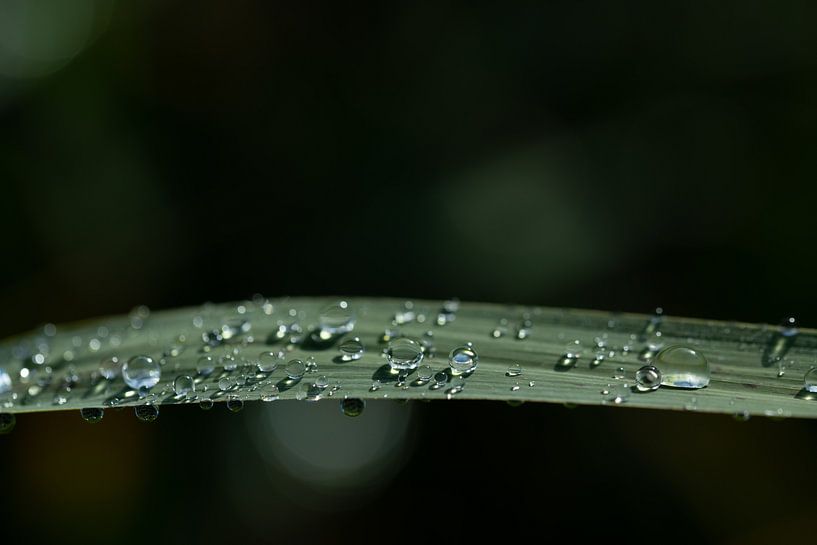 Auf einem grünen frischen Grashalm sind Wassertropfen von Ulrike Leone