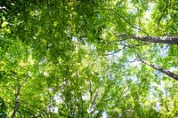 sunlight through the birch trees