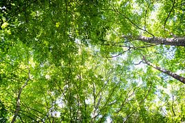 Sonnenlicht durch die Birken von Marloes van Pareren
