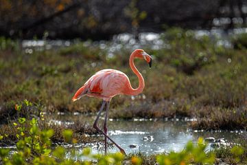 Flamingo tegenlicht van Pieter JF Smit