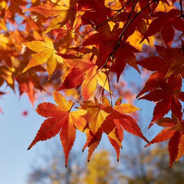 Waaieresdoorn in de herfst van Heiko Kueverling