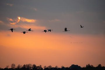 Cranes in flight at sunset
