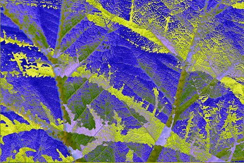 Feuille de mammouth, rhubarbe géante (Gunnera manicata) abstraite