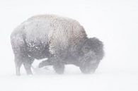 Amerikaanse Bizon ( Bison bizon ) in een sneeuwstorm, Blizzard, op zoek naar voedsel in de sneeuwYel van wunderbare Erde thumbnail